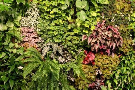 The Green Wall Learning More about Vertical Gardening