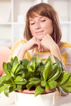 Load image into Gallery viewer, A Beginner's Guide to Houseplants