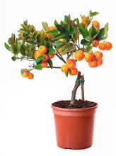 Load image into Gallery viewer, A Beginner’s Guide to Growing Fruit Trees