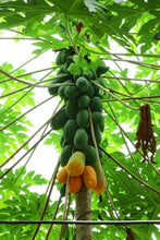 Load image into Gallery viewer, The Magic of a Kitchen Garden