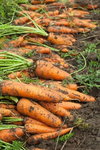 Load image into Gallery viewer, Growing Salads in Your Garden