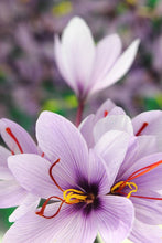 Load image into Gallery viewer, Gardening for Newbies - Growing Bulbs Indoors