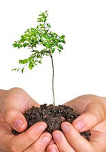 Load image into Gallery viewer, Introduction to Oranges - Growing Oranges for Pleasure and Profit