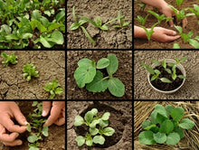 Load image into Gallery viewer, A Beginner's Guide to Planting a Garden