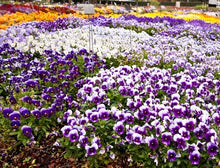 Load image into Gallery viewer, A Beginner's Guide to Annuals and Biennials