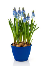 Load image into Gallery viewer, Gardening for Newbies - Growing Bulbs Indoors