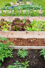 Load image into Gallery viewer, A Beginner’s Guide to Raised Bed Gardening