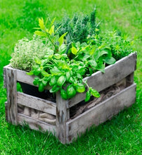 Load image into Gallery viewer, 20 Most Beneficial Herb Plants For Your Garden