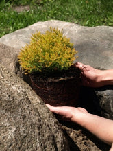 Load image into Gallery viewer, Introduction to Alpine Gardens