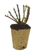 Load image into Gallery viewer, Introduction to Growing Roses