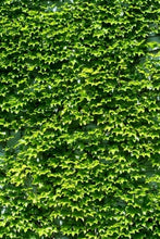 Load image into Gallery viewer, Organic Gardening for Beginners