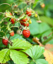 Load image into Gallery viewer, Introduction to Strawberries