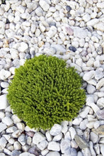 Load image into Gallery viewer, A Beginner’s Guide to Rock Gardens
