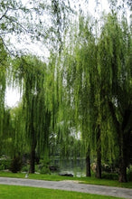 Load image into Gallery viewer, Making Your Main Garden