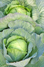 Load image into Gallery viewer, Disease and Insect Control on Your Land