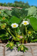 Load image into Gallery viewer, Introduction to Strawberries