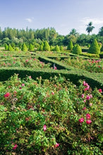 Load image into Gallery viewer, Introduction to Growing Roses