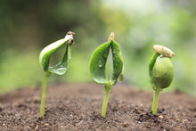 Load image into Gallery viewer, No Digging Gardening