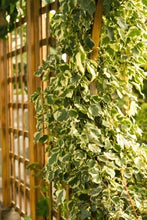 Load image into Gallery viewer, Ornamenting Your House