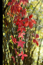 Load image into Gallery viewer, Introduction to Rhododendrons