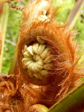 Load image into Gallery viewer, The Fernery