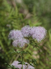 Load image into Gallery viewer, 20 Most Beneficial Herb Plants For Your Garden