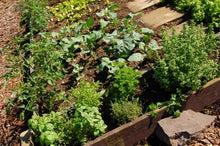 Load image into Gallery viewer, A Beginner's Guide to Herb Gardens - Herb Gardening in Your Home.