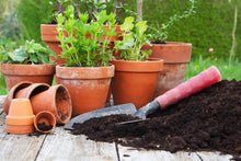 Load image into Gallery viewer, A Beginner’s Guide to City Gardening