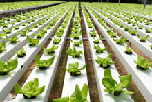 Load image into Gallery viewer, Introduction to Hydroponics - Growing Your Plants Without Any Soil