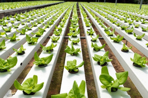 Introduction to Hydroponics - Growing Your Plants Without Any Soil