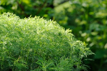 Load image into Gallery viewer, 20 Most Beneficial Herb Plants For Your Garden