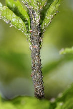 Load image into Gallery viewer, A Beginner’s Guide to Growing Fruit Trees