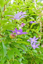 Load image into Gallery viewer, Ornamenting Your House