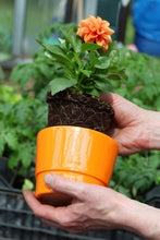 Load image into Gallery viewer, Potted Plant Culture