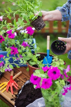 Load image into Gallery viewer, A Beginner's Guide to Annuals and Biennials