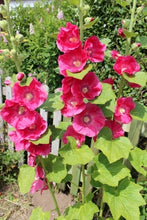 Load image into Gallery viewer, Blossoming Gardens