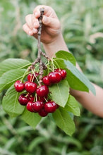 Load image into Gallery viewer, Introduction to Cherries