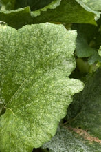 Load image into Gallery viewer, A Beginner’s Guide to Garden Pests and Diseases
