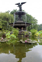 Load image into Gallery viewer, A Beginner’s Guide to Water Gardens