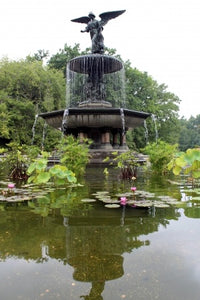 A Beginner’s Guide to Water Gardens