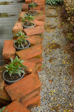 Load image into Gallery viewer, Pot it There - Container Gardening Even YOU Can Do