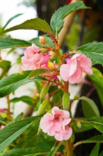 Load image into Gallery viewer, A Beginner's Guide to Annuals and Biennials