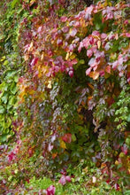 Load image into Gallery viewer, Introduction to Climbers