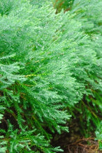 Load image into Gallery viewer, Making Your Main Garden