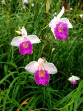 Load image into Gallery viewer, Essential Guide to Orchids