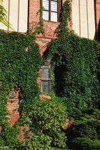 Load image into Gallery viewer, The Green Wall Learning More about Vertical Gardening