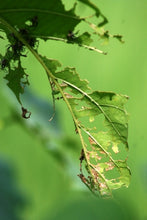 Load image into Gallery viewer, Traditional Pest Control Methods