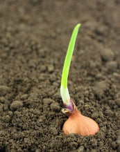 Load image into Gallery viewer, Growing Deep-Rooted Vegetables In Your Organic Garden