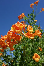 Load image into Gallery viewer, Introduction to Climbers