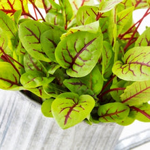 Load image into Gallery viewer, 20 Most Beneficial Herb Plants For Your Garden